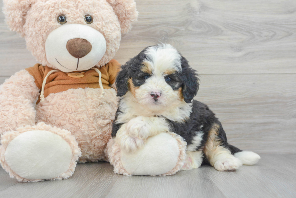 Playful Mini Berniedoodle Poodle Mix Puppy