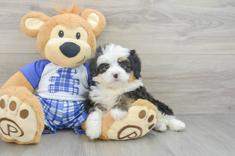 6 week old Mini Bernedoodle Puppy For Sale - Lone Star Pups