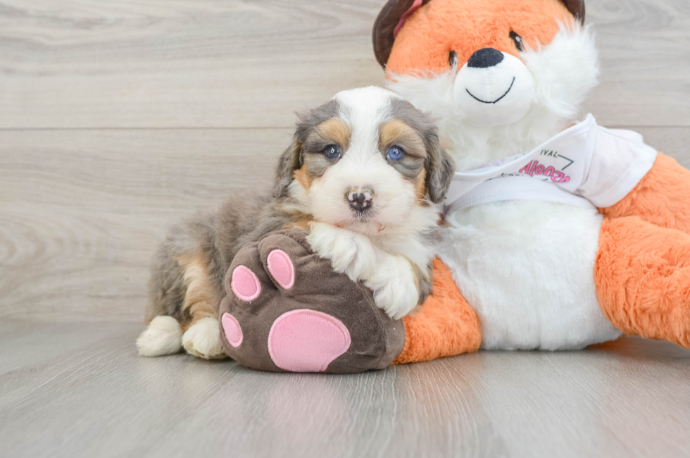 7 week old Mini Bernedoodle Puppy For Sale - Lone Star Pups