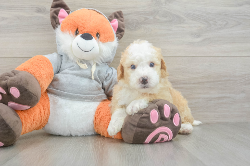 5 week old Mini Bernedoodle Puppy For Sale - Lone Star Pups