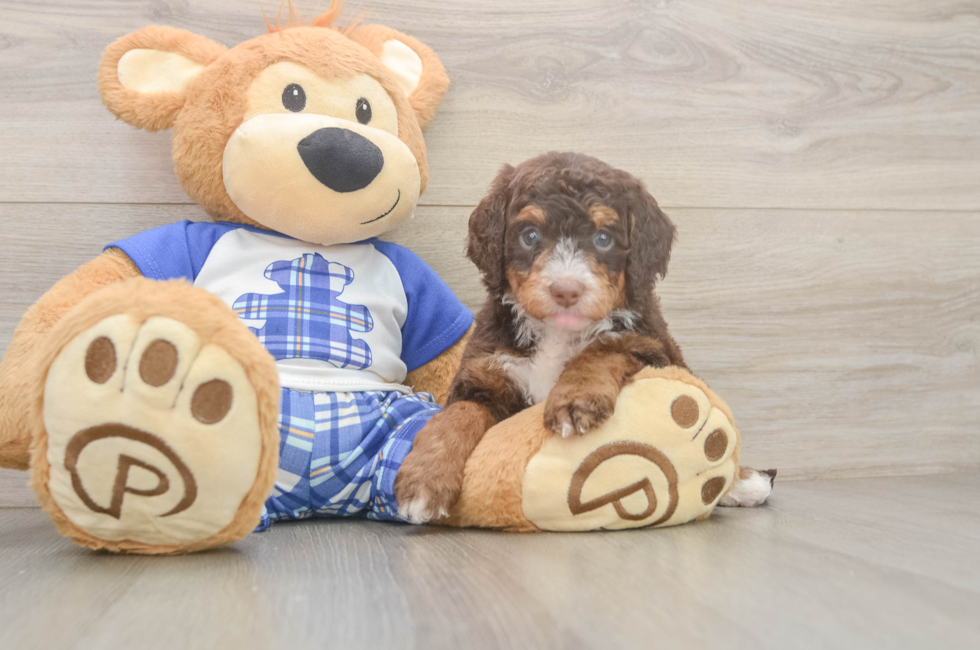 5 week old Mini Bernedoodle Puppy For Sale - Lone Star Pups