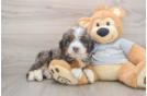 Happy Mini Bernedoodle Baby
