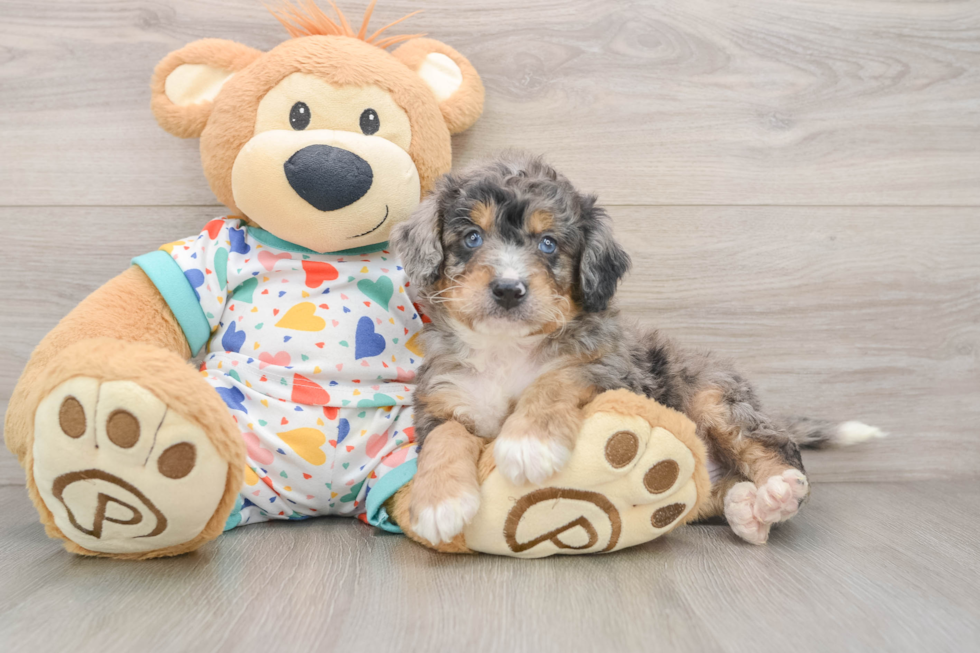 Smart Mini Bernedoodle Poodle Mix Pup