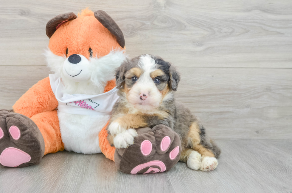 7 week old Mini Bernedoodle Puppy For Sale - Lone Star Pups