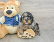 7 week old Mini Bernedoodle Puppy For Sale - Lone Star Pups