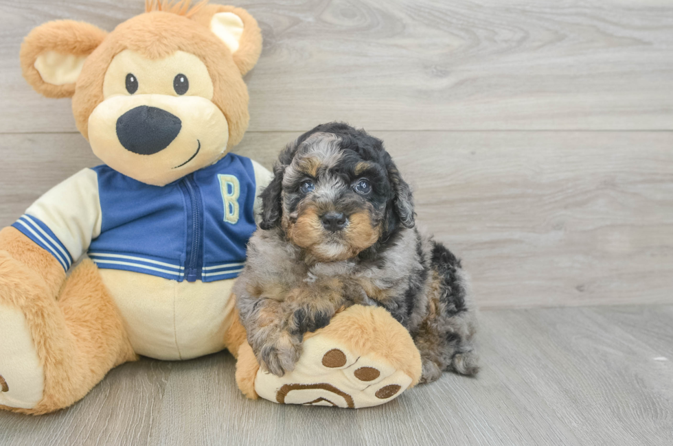 5 week old Mini Bernedoodle Puppy For Sale - Lone Star Pups