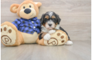 Mini Bernedoodle Puppy for Adoption