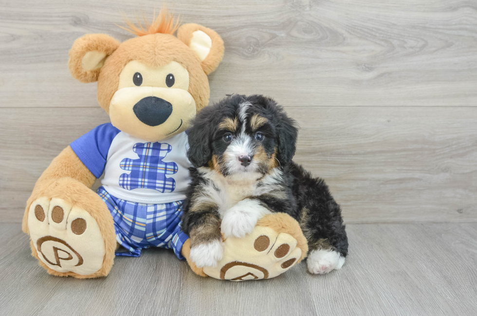 6 week old Mini Bernedoodle Puppy For Sale - Lone Star Pups