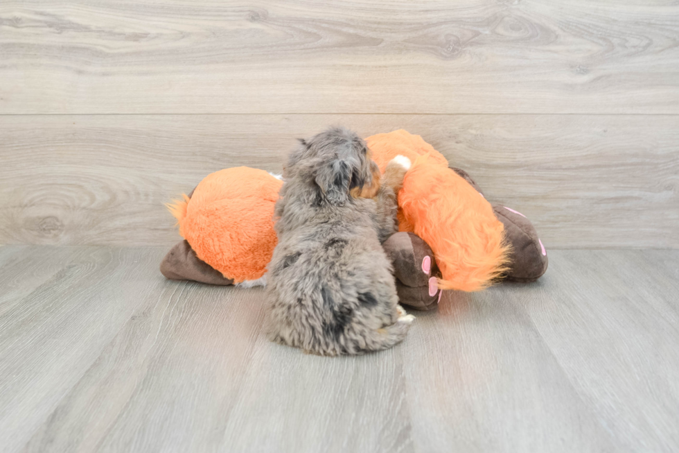 Mini Bernedoodle Pup Being Cute