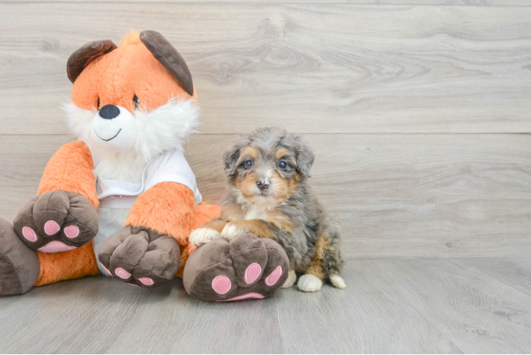 Mini Bernedoodle Pup Being Cute