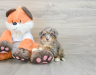 8 week old Mini Bernedoodle Puppy For Sale - Lone Star Pups