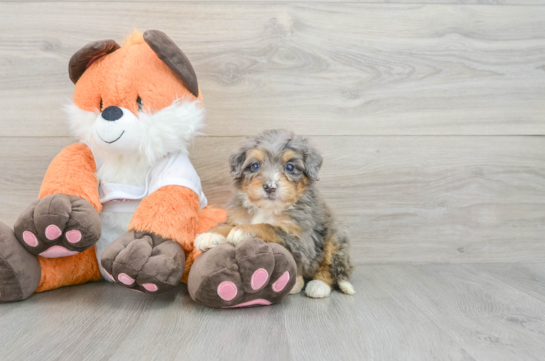 Mini Bernedoodle Pup Being Cute