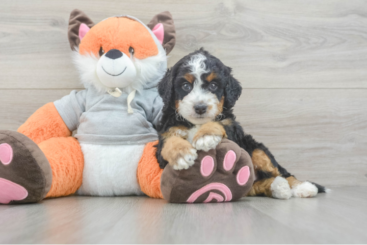 Mini Bernedoodle Pup Being Cute