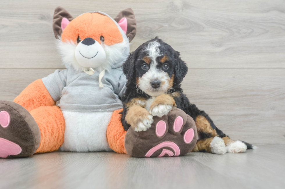 5 week old Mini Bernedoodle Puppy For Sale - Lone Star Pups