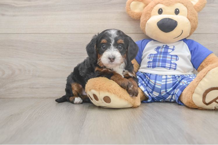 Mini Bernedoodle Pup Being Cute