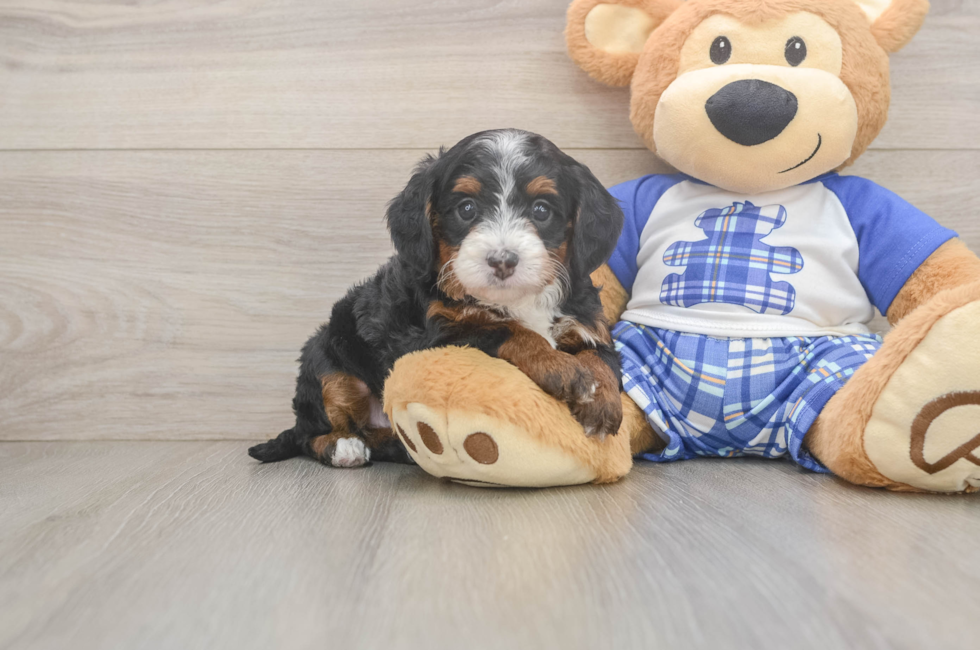 5 week old Mini Bernedoodle Puppy For Sale - Lone Star Pups