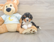 8 week old Mini Bernedoodle Puppy For Sale - Lone Star Pups