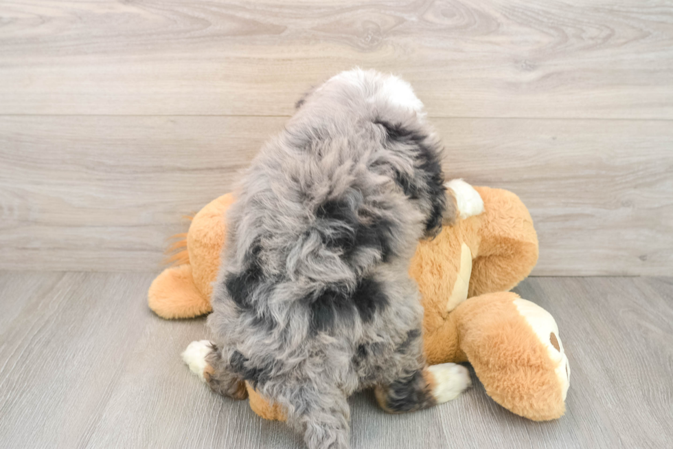 Playful Mini Bernese Poodle Poodle Mix Puppy