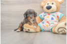 Little Mini Bernadoodle Poodle Mix Puppy