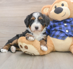 6 week old Mini Bernedoodle Puppy For Sale - Lone Star Pups