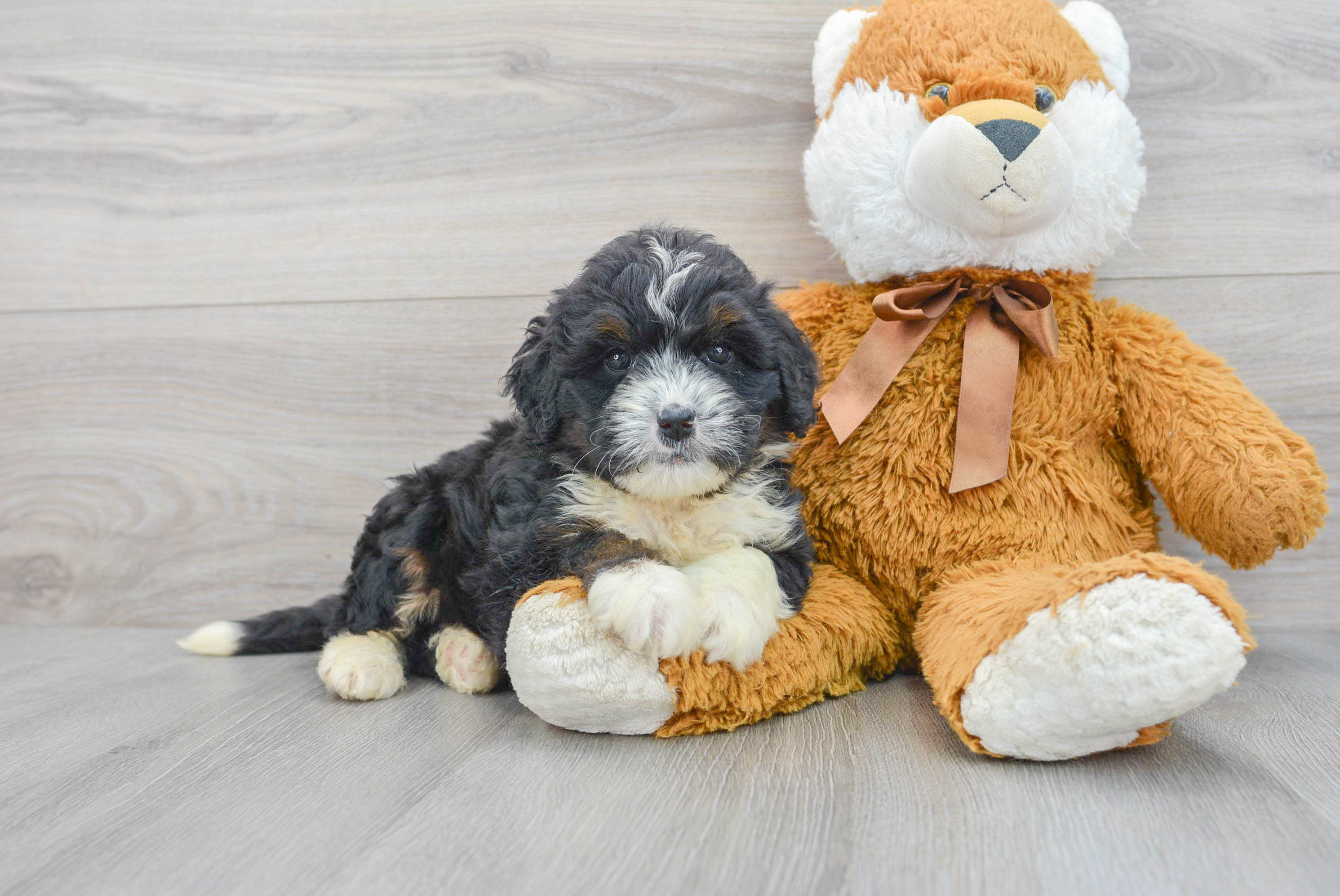 Best Mini Bernedoodle Baby