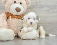 8 week old Mini Bernedoodle Puppy For Sale - Lone Star Pups