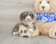 9 week old Mini Bernedoodle Puppy For Sale - Lone Star Pups