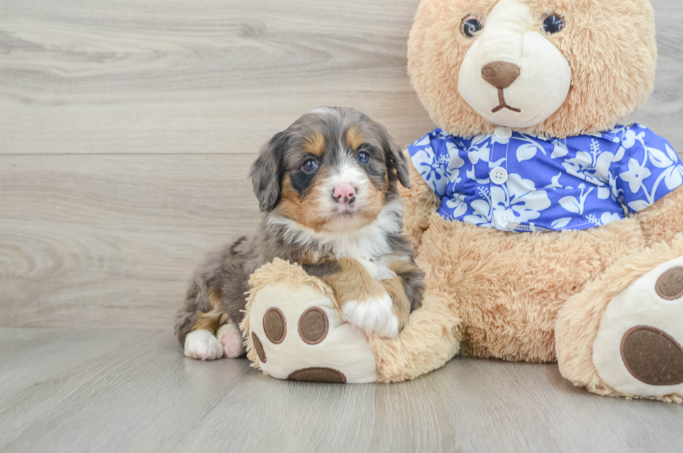 7 week old Mini Bernedoodle Puppy For Sale - Lone Star Pups