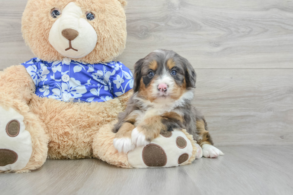 Mini Bernedoodle Puppy for Adoption