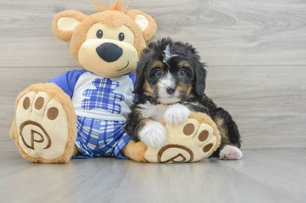 6 week old Mini Bernedoodle Puppy For Sale - Lone Star Pups