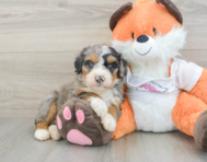 8 week old Mini Bernedoodle Puppy For Sale - Lone Star Pups
