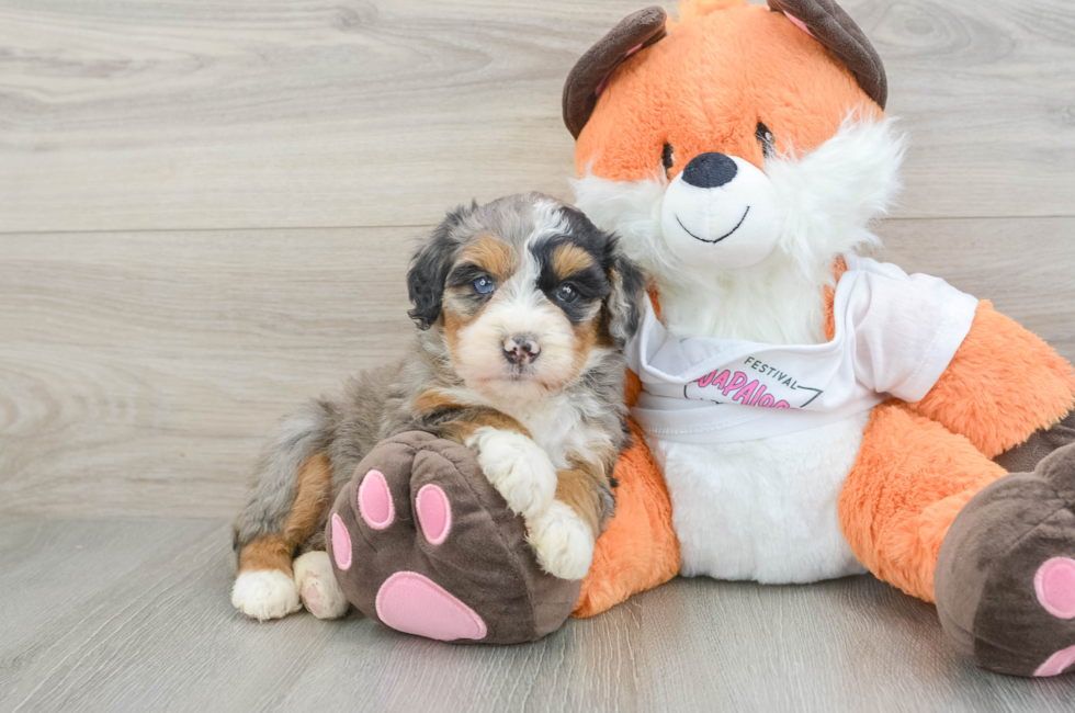 7 week old Mini Bernedoodle Puppy For Sale - Lone Star Pups