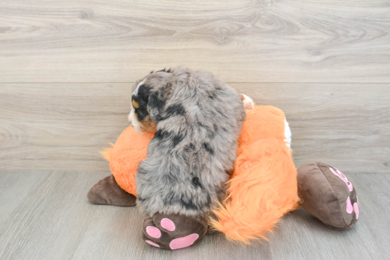 Meet Sasha - our Mini Bernedoodle Puppy Photo 2/3 - Lone Star Pups