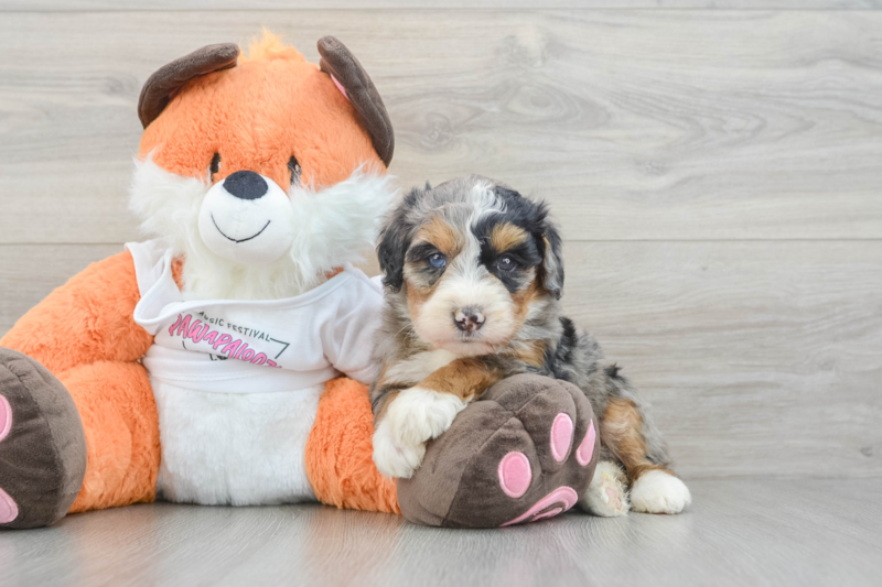 Meet Sasha - our Mini Bernedoodle Puppy Photo 3/3 - Lone Star Pups
