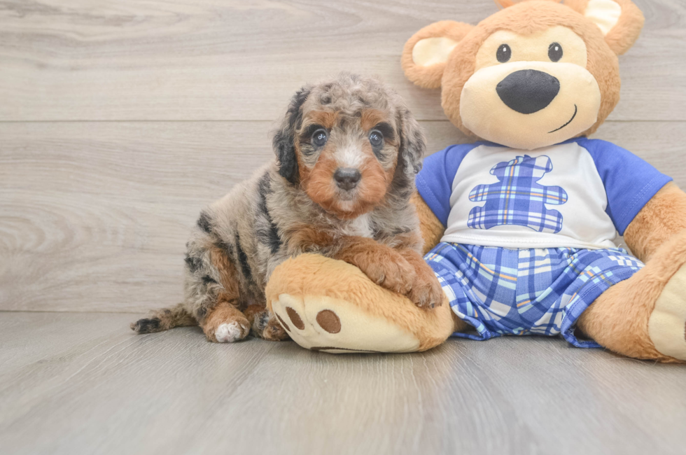 5 week old Mini Bernedoodle Puppy For Sale - Lone Star Pups