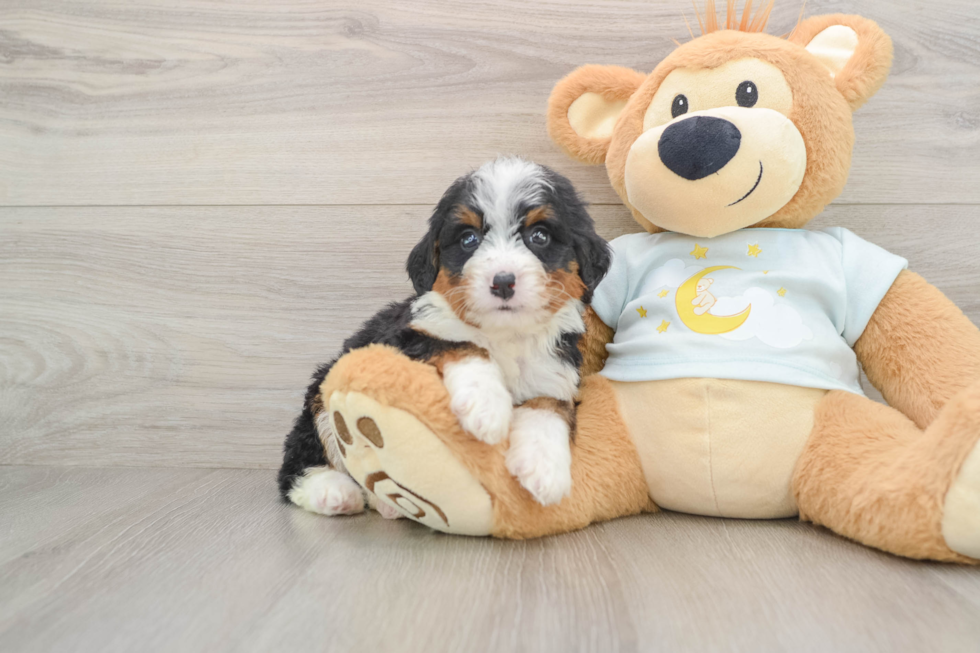 Mini Bernedoodle Pup Being Cute