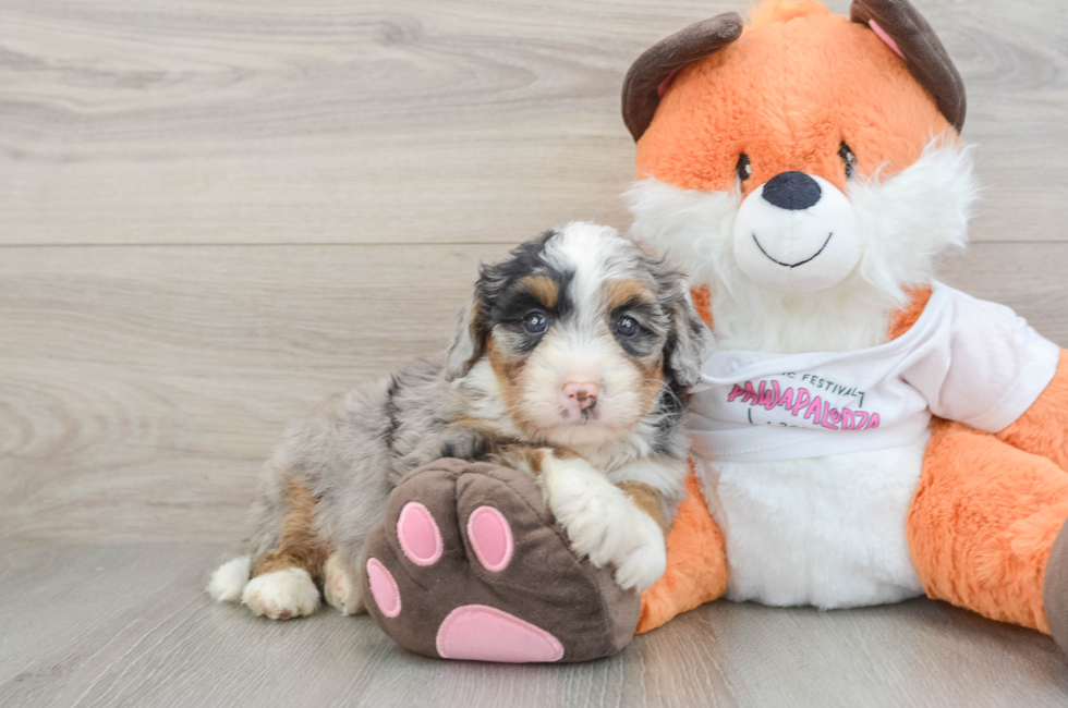 7 week old Mini Bernedoodle Puppy For Sale - Lone Star Pups