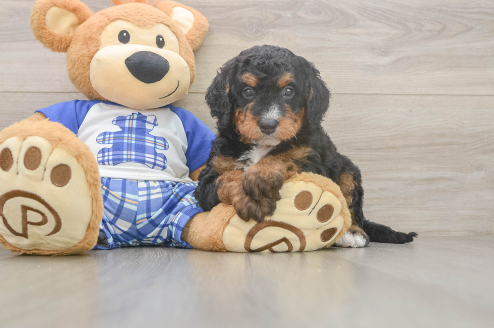5 week old Mini Bernedoodle Puppy For Sale - Lone Star Pups