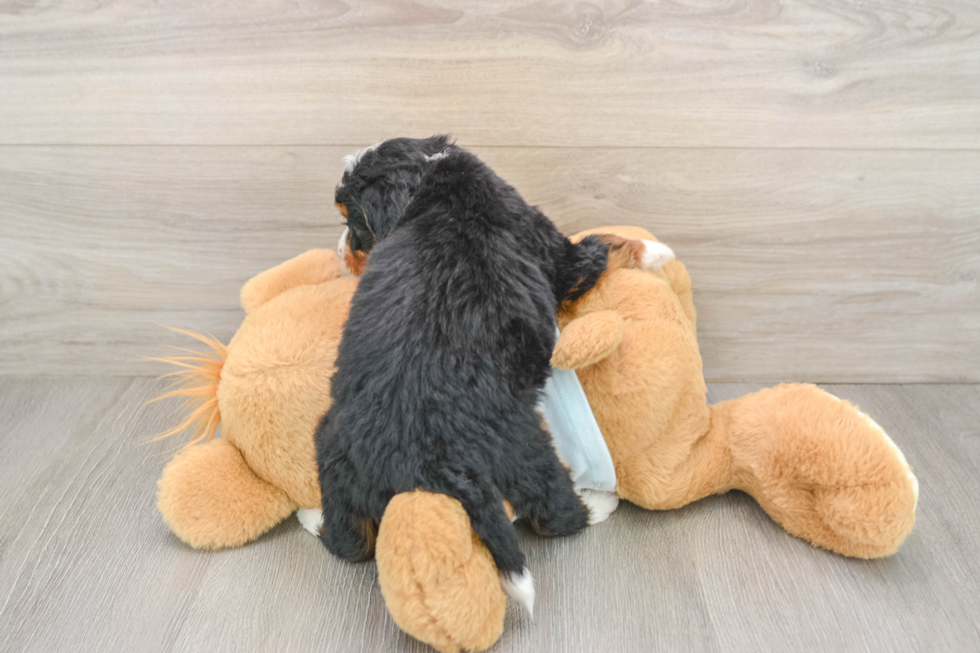 Mini Bernedoodle Puppy for Adoption