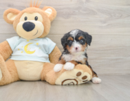 8 week old Mini Bernedoodle Puppy For Sale - Lone Star Pups