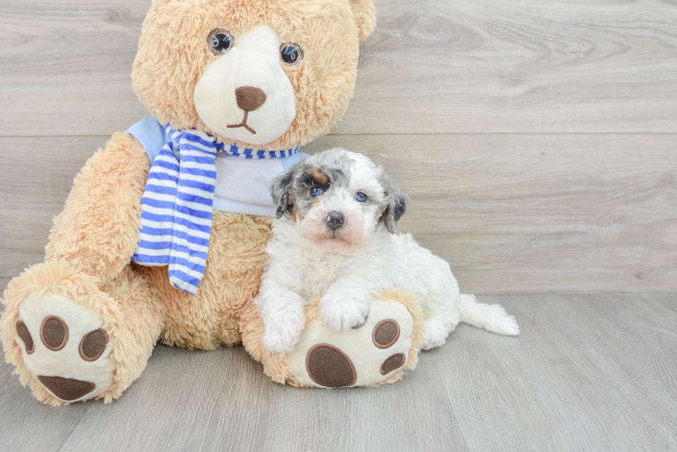 Best Mini Bernedoodle Baby