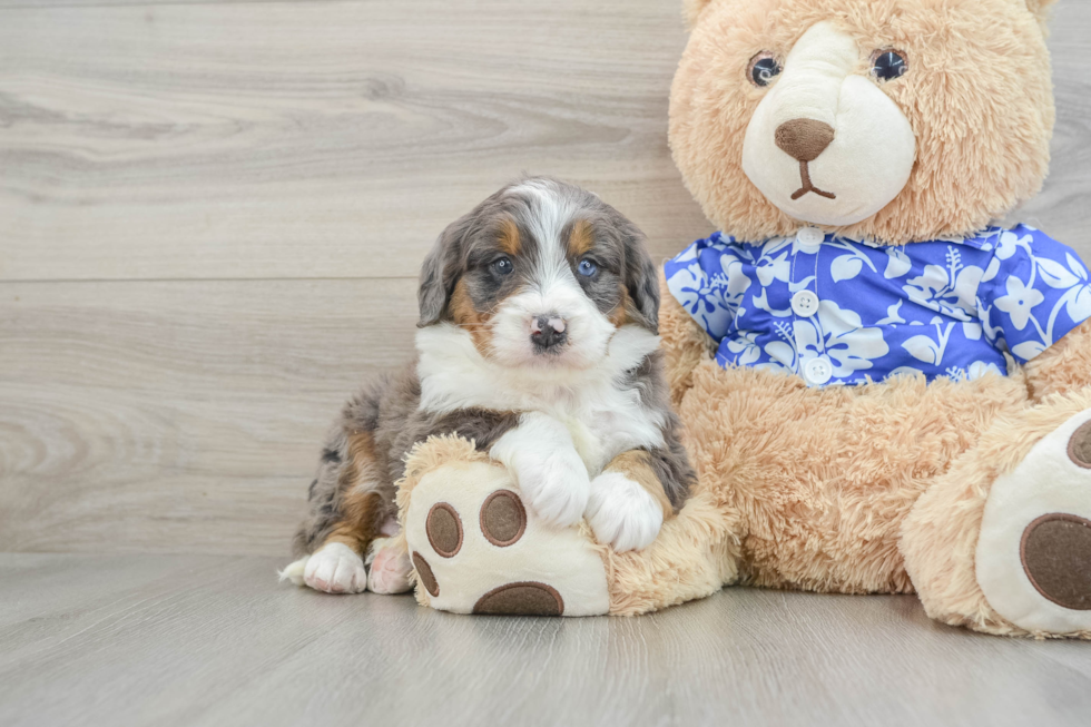 Petite Mini Bernedoodle Poodle Mix Pup