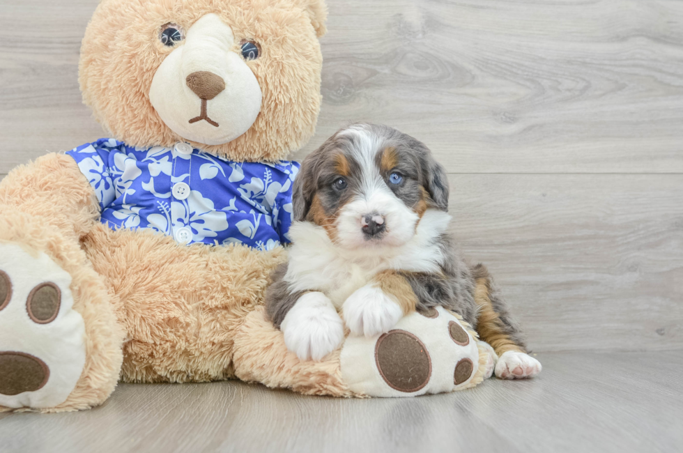 7 week old Mini Bernedoodle Puppy For Sale - Lone Star Pups