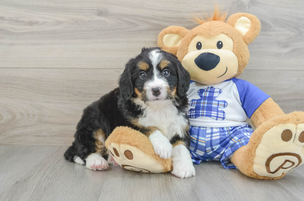 6 week old Mini Bernedoodle Puppy For Sale - Lone Star Pups