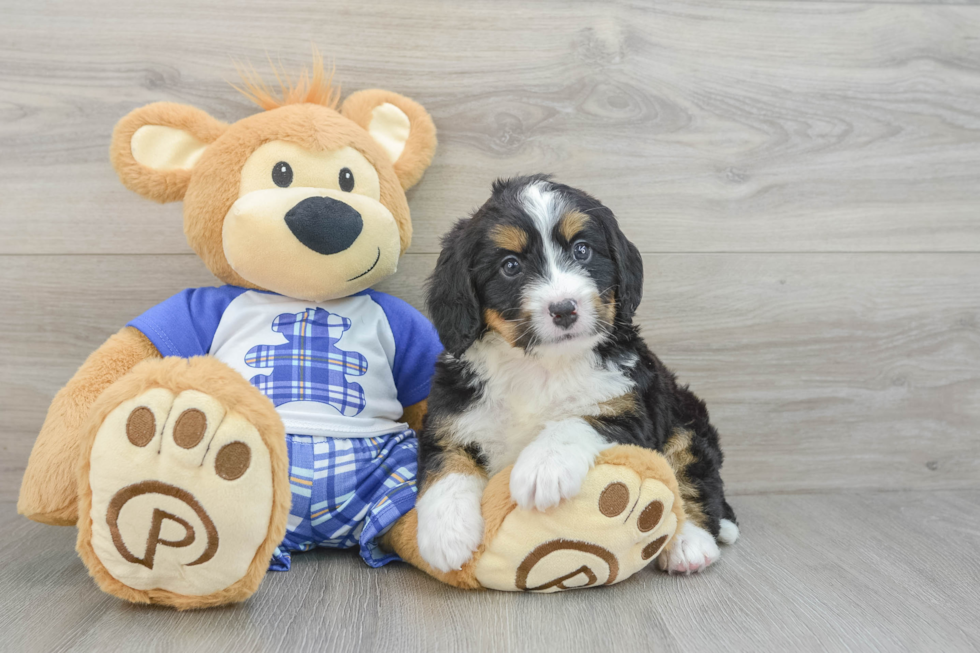 Adorable Bernadoodle Poodle Mix Puppy