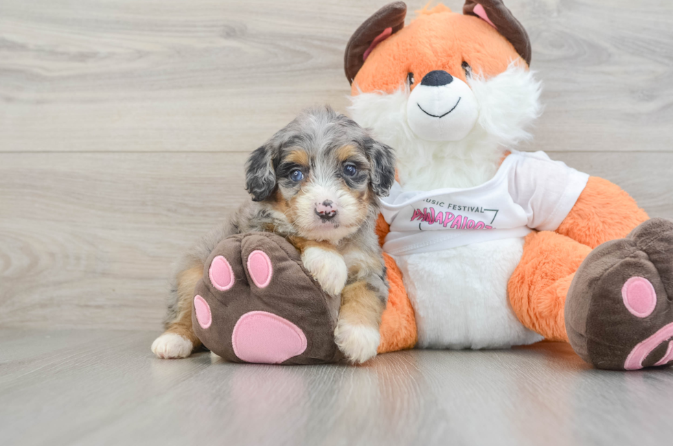 7 week old Mini Bernedoodle Puppy For Sale - Lone Star Pups