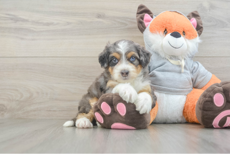 Small Mini Bernedoodle Baby