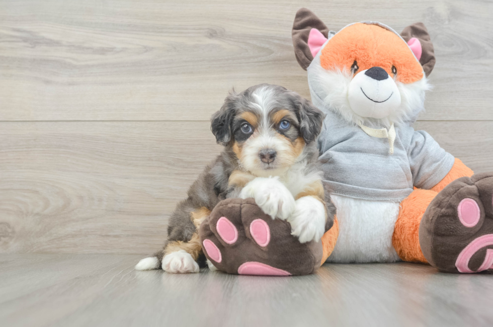 5 week old Mini Bernedoodle Puppy For Sale - Lone Star Pups