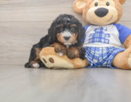 6 week old Mini Bernedoodle Puppy For Sale - Lone Star Pups