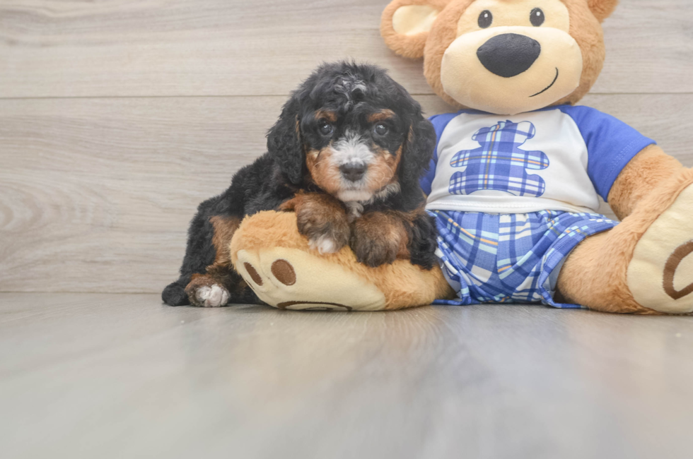 5 week old Mini Bernedoodle Puppy For Sale - Lone Star Pups